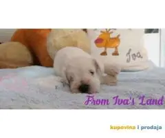 Beli patuljasti snauceri