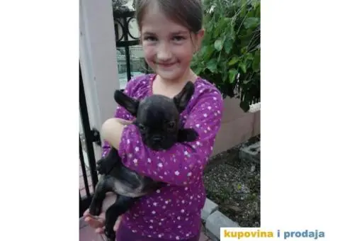 Dve zenkice FRANCUSKOG BULDOGA - 1/5