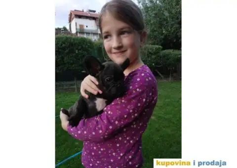 Dve zenkice FRANCUSKOG BULDOGA - 2/5