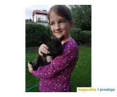 Dve zenkice FRANCUSKOG BULDOGA