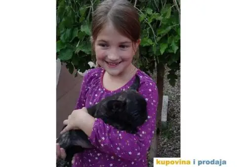 Dve zenkice FRANCUSKOG BULDOGA - 3/5