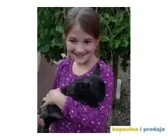 Dve zenkice FRANCUSKOG BULDOGA