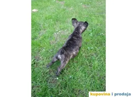 Dve zenkice FRANCUSKOG BULDOGA - 4/5