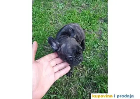 Dve zenkice FRANCUSKOG BULDOGA - 5/5