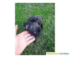 Dve zenkice FRANCUSKOG BULDOGA