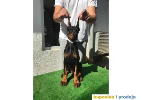 Stenci DOBERMANA vrhunskog porekla - 1/8