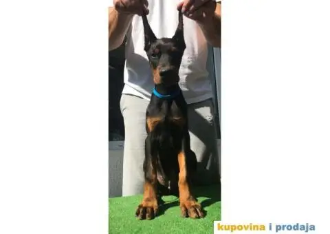 Stenci DOBERMANA vrhunskog porekla - 2/8