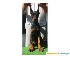 Stenci DOBERMANA vrhunskog porekla