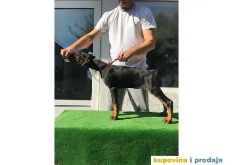 Stenci DOBERMANA vrhunskog porekla - 3/8