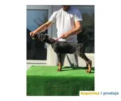 Stenci DOBERMANA vrhunskog porekla