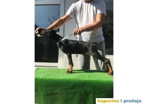 Stenci DOBERMANA vrhunskog porekla - 4/8