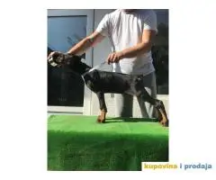 Stenci DOBERMANA vrhunskog porekla