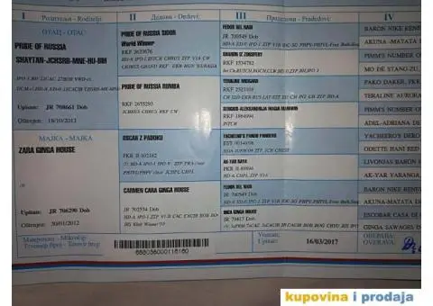 Stenci DOBERMANA vrhunskog porekla - 5/8