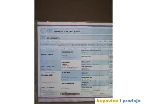 Stenci DOBERMANA vrhunskog porekla - 6/8