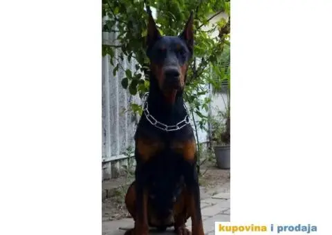 Stenci DOBERMANA vrhunskog porekla - 8/8