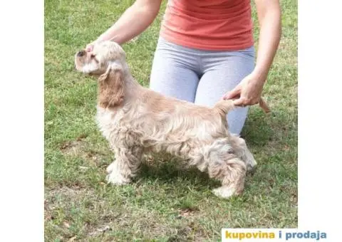 AMERICKI KOKER SPANIJEL - muzjak star 4 meseca - 1/3