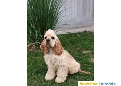 AMERICKI KOKER SPANIJEL - muzjak star 4 meseca - 2/3