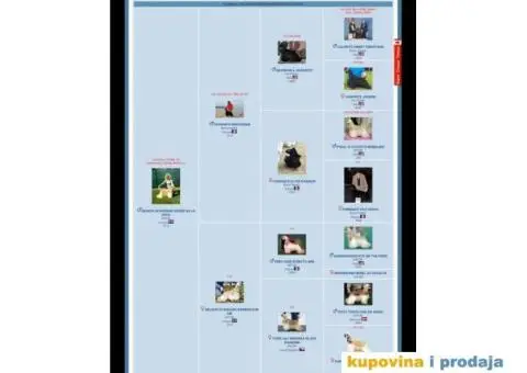 AMERICKI KOKER SPANIJEL - muzjak star 4 meseca - 3/3