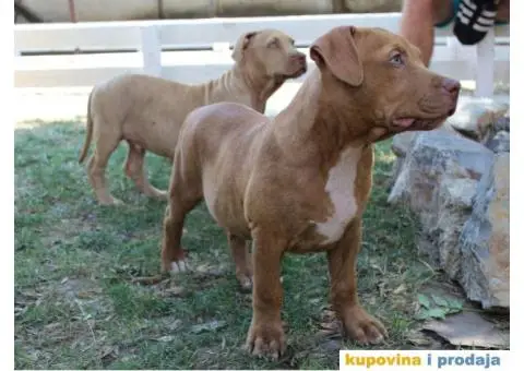 Stenci AMERIČKOG PITA - 1/6