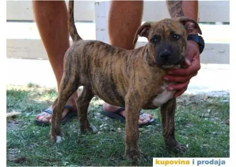 Stenci AMERIČKOG PITA - 2/6