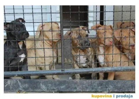 Stenci AMERIČKOG PITA - 3/6