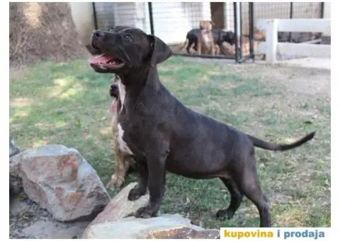 Stenci AMERIČKOG PITA - 4/6