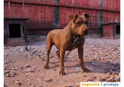 Stenci AMERIČKOG PITA - 5/6