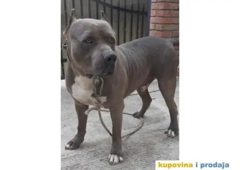 Stenci AMERIČKOG PITA - 6/6