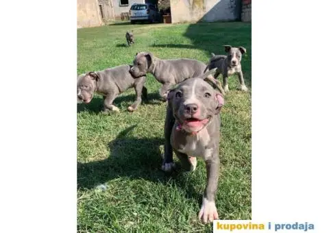 AMERICKI STAFORD - plavi stenci - 1/10