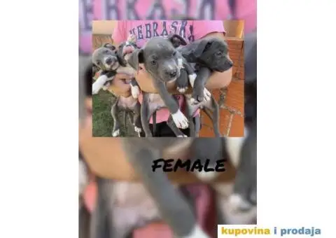 AMERICKI STAFORD - plavi stenci - 2/10