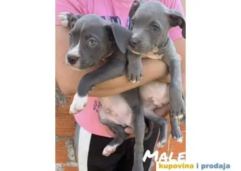 AMERICKI STAFORD - plavi stenci - 3/10