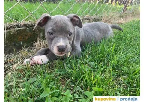 AMERICKI STAFORD - plavi stenci - 4/10