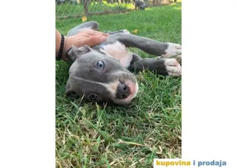 AMERICKI STAFORD - plavi stenci - 5/10