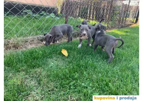 AMERICKI STAFORD - plavi stenci - 6/10