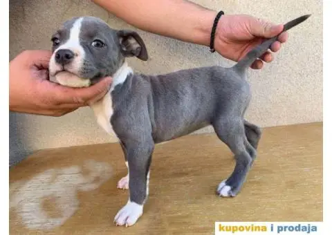 AMERICKI STAFORD - plavi stenci - 7/10