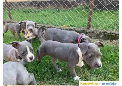 AMERICKI STAFORD - plavi stenci - 8/10