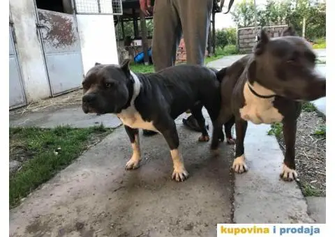 AMERICKI STAFORD - plavi stenci - 9/10