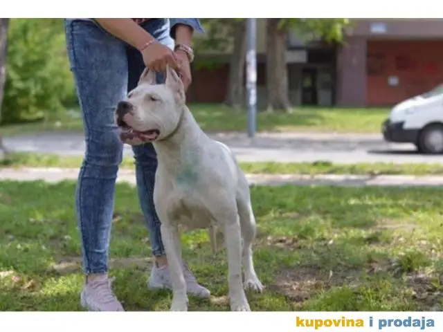 Vrhunska zenka DOGO ARGENTINO - 1