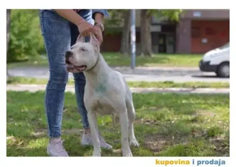 Vrhunska zenka DOGO ARGENTINO - 1/4