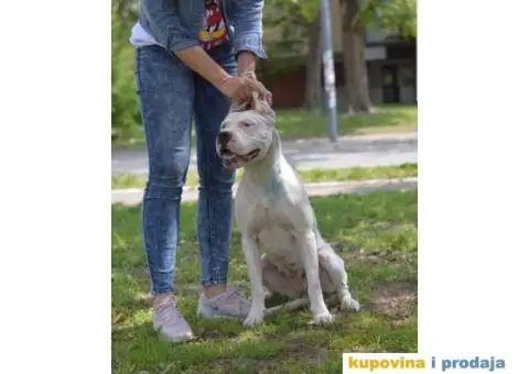 Vrhunska zenka DOGO ARGENTINO - 3/4
