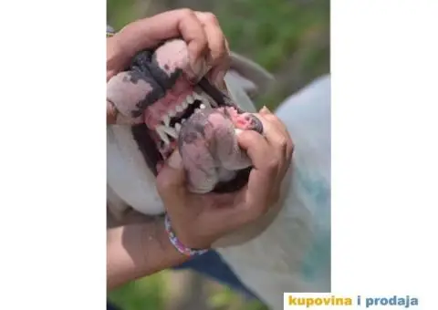 Vrhunska zenka DOGO ARGENTINO - 4/4