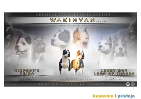 Americki staford stenci - 1/8