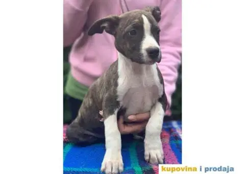 Stenci AMERICKOG STAFORDA - od izuzetnih roditelja - 1/7