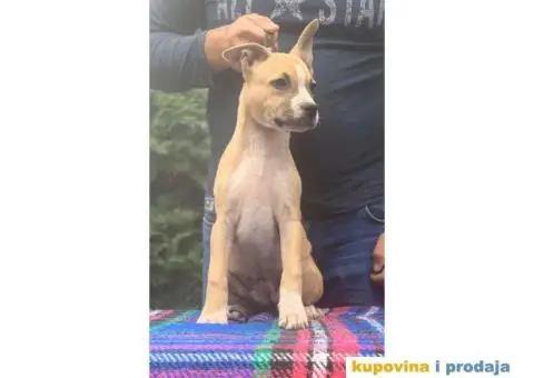 Stenci AMERICKOG STAFORDA - od izuzetnih roditelja - 2/7