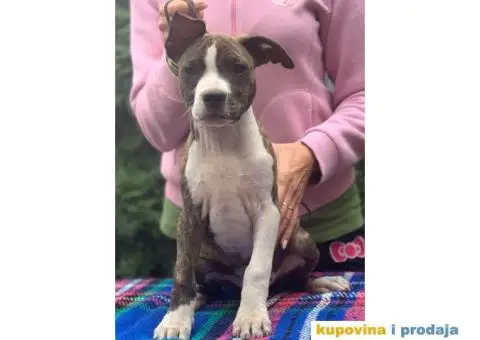 Stenci AMERICKOG STAFORDA - od izuzetnih roditelja - 3/7