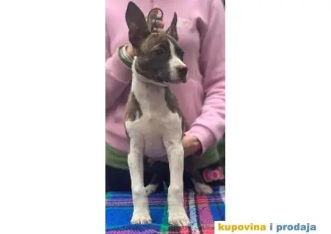 Stenci AMERICKOG STAFORDA - od izuzetnih roditelja - 4/7