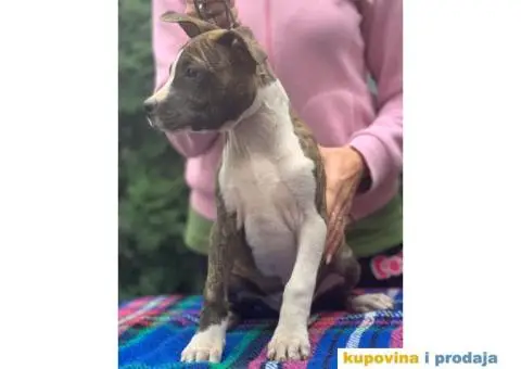 Stenci AMERICKOG STAFORDA - od izuzetnih roditelja - 5/7