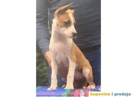 Stenci AMERICKOG STAFORDA - od izuzetnih roditelja - 6/7