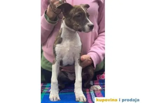 Stenci AMERICKOG STAFORDA - od izuzetnih roditelja - 7/7