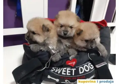 Stenci pomeranskog spica - mali medvedici - 1/3